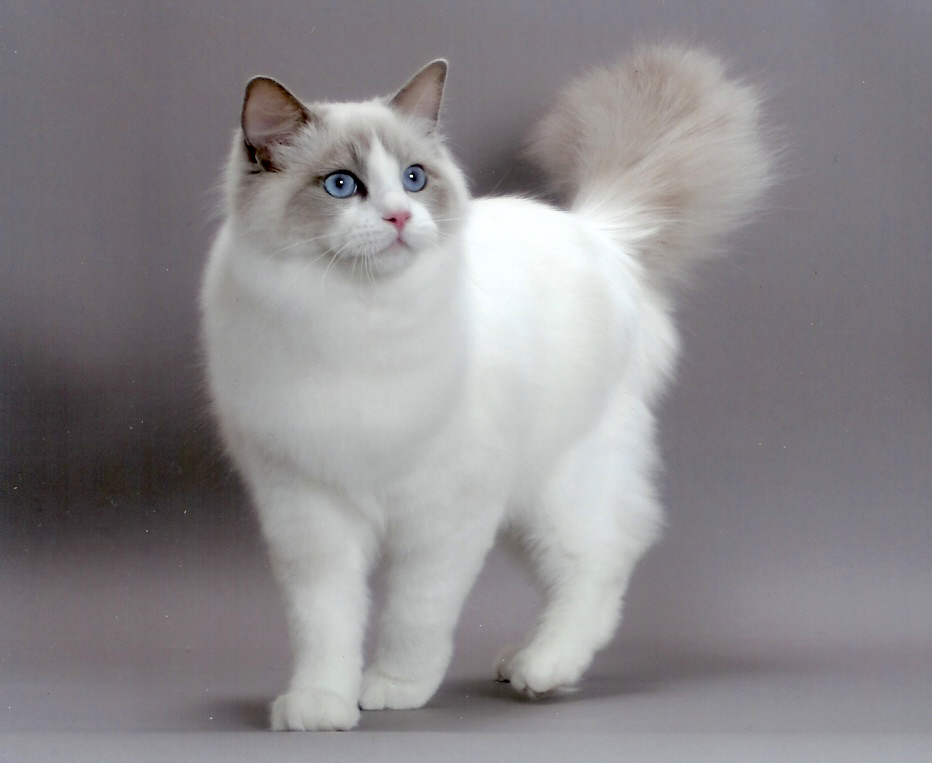 Top 10 Most Popular Cat Breeds It S Always A Good Time